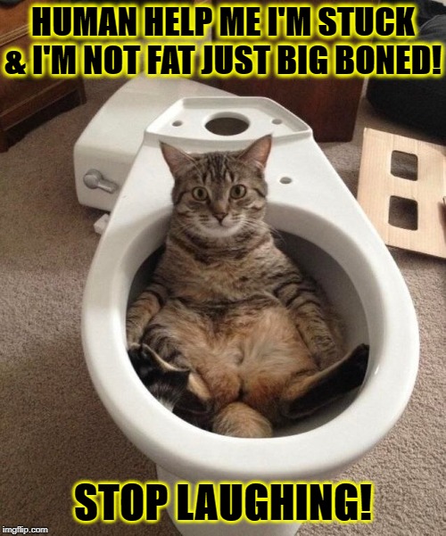 I'M NOT FAT | HUMAN HELP ME I'M STUCK & I'M NOT FAT JUST BIG BONED! STOP LAUGHING! | image tagged in i'm not fat | made w/ Imgflip meme maker