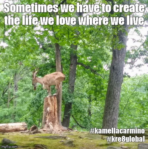 Sometimes we have to create the life we love where we live; #kamellacarmino
#kre8global | image tagged in zoo,animals,life lessons | made w/ Imgflip meme maker