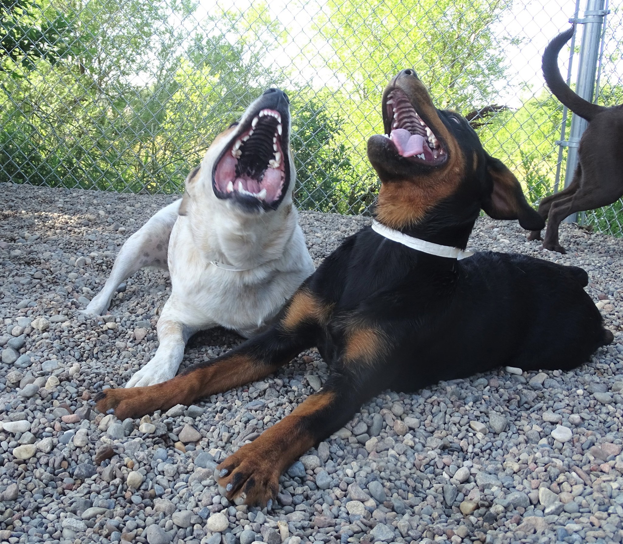 Dogs laughing Blank Meme Template