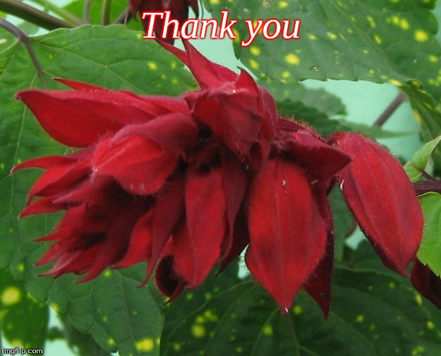 Thank You | Thank you | image tagged in thank youi,memes,flowers,thank you flowers | made w/ Imgflip meme maker