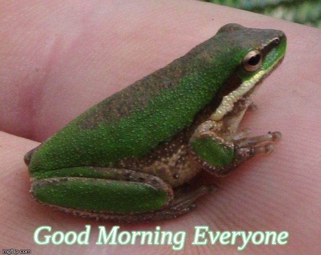 good Morning everyone | Good Morning Everyone | image tagged in memes,frogs,good morning,good morning frogs | made w/ Imgflip meme maker