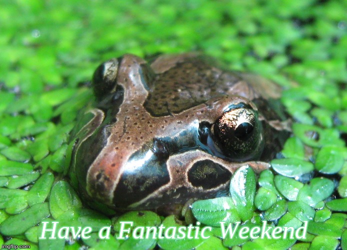 Have a Fantastic Weekend | Have a Fantastic Weekend | image tagged in memes,frogs,have a fantastic weekend frogs | made w/ Imgflip meme maker