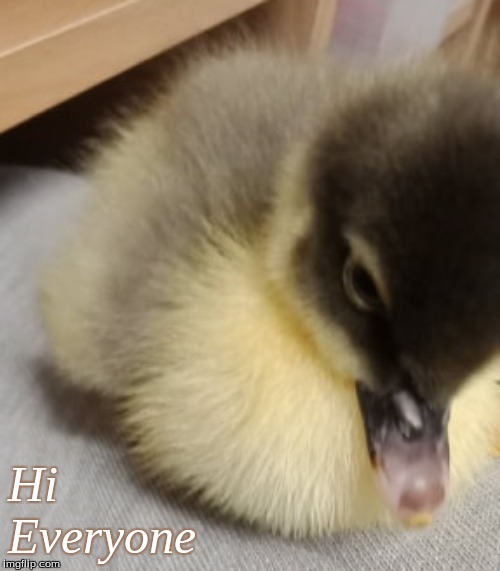 Hi Everyone | Hi
Everyone | image tagged in memes,ducks,ducklings,hi everyone ducklings | made w/ Imgflip meme maker