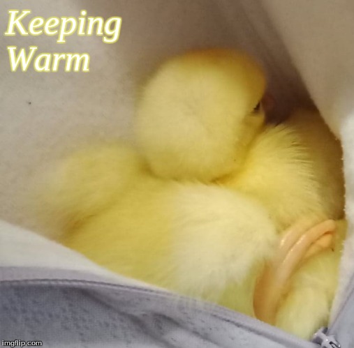 Keeping Warm | Keeping
Warm | image tagged in memes,ducks,ducklings,keeping warm ducklings | made w/ Imgflip meme maker