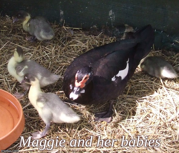 Maggie and her babies | Maggie and her babies | image tagged in memes,ducks,ducklings,duck and ducklings | made w/ Imgflip meme maker