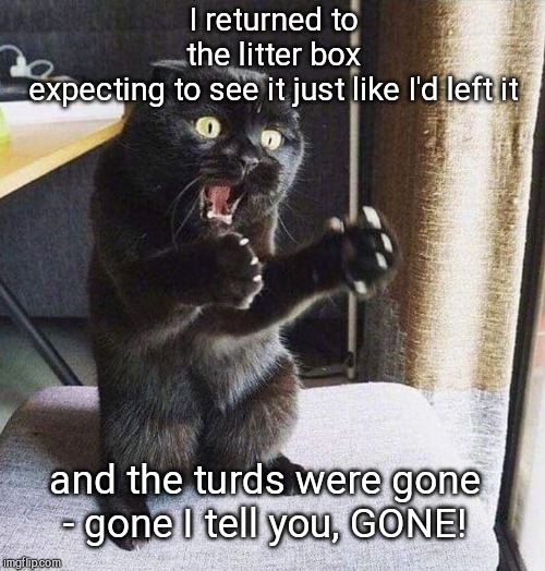 Freaked-Out Feline | I returned to the litter box expecting to see it just like I'd left it; and the turds were gone - gone I tell you, GONE! | image tagged in freaked-out feline,funny cats | made w/ Imgflip meme maker