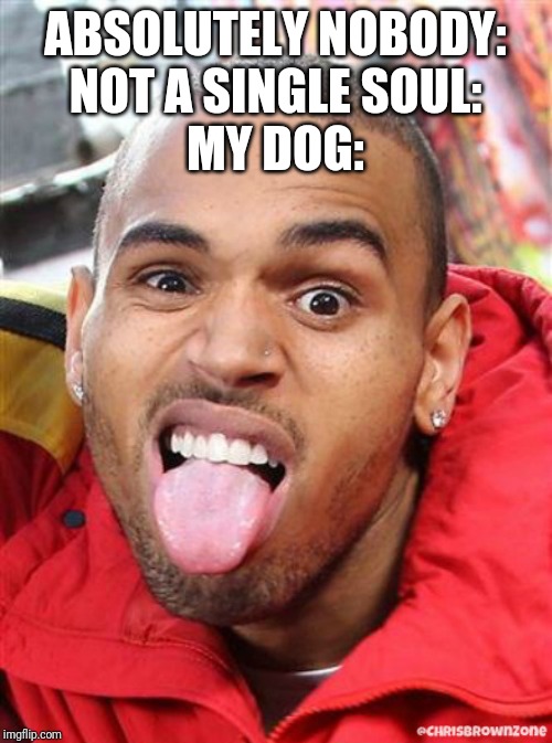 A Pup Named BREEZY | ABSOLUTELY NOBODY:
NOT A SINGLE SOUL:
MY DOG: | image tagged in chris brown,dogs,memes,funny memes,lol,lmfao | made w/ Imgflip meme maker