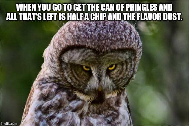 Seriously Owl | WHEN YOU GO TO GET THE CAN OF PRINGLES AND ALL THAT'S LEFT IS HALF A CHIP AND THE FLAVOR DUST. | image tagged in seriously owl | made w/ Imgflip meme maker