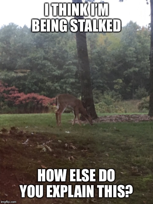 Looking out my back window....while at work | I THINK I’M BEING STALKED; HOW ELSE DO YOU EXPLAIN THIS? | image tagged in guess who,just a joke | made w/ Imgflip meme maker
