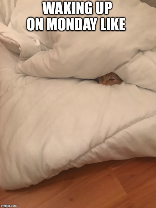 WAKING UP ON MONDAY LIKE | image tagged in monday mornings,morning,grumpy cat,cat,wake up,tired | made w/ Imgflip meme maker