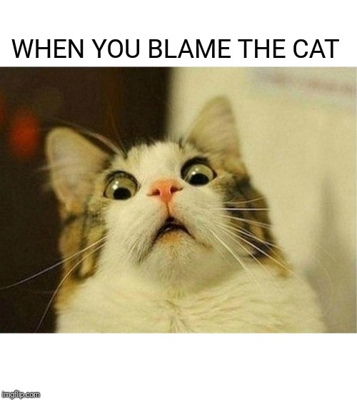 Scared Cat Meme | WHEN YOU BLAME THE CAT | image tagged in memes,scared cat | made w/ Imgflip meme maker