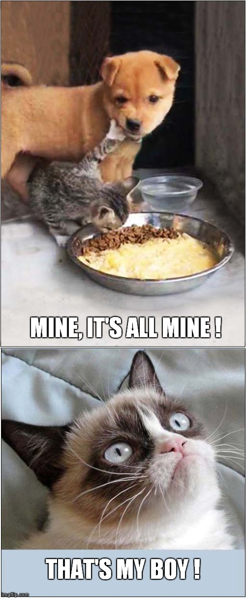 Grumpy Loves Greedy Kitty | MINE, IT'S ALL MINE ! THAT'S MY BOY ! | image tagged in cats,grumpy cat | made w/ Imgflip meme maker