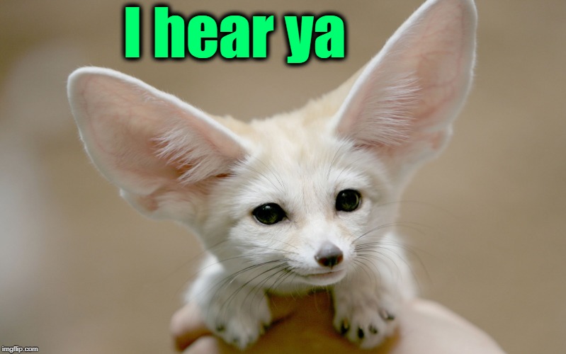 big ears little dog | I hear ya | image tagged in big ears little dog | made w/ Imgflip meme maker