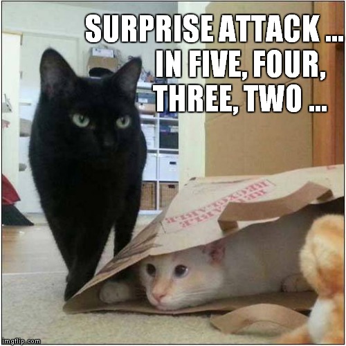 Surprise Attack | SURPRISE ATTACK ... IN FIVE, FOUR, THREE, TWO ... | image tagged in cats | made w/ Imgflip meme maker