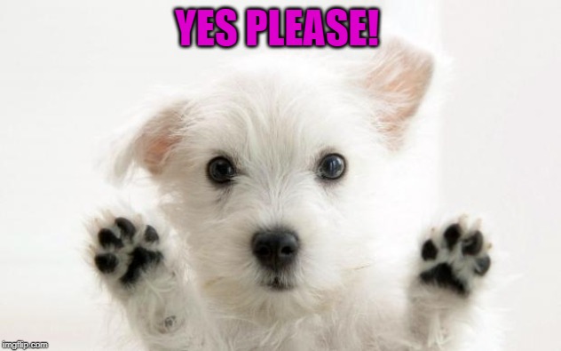 cute dog | YES PLEASE! | image tagged in cute dog | made w/ Imgflip meme maker