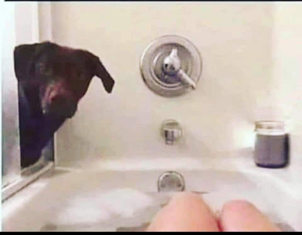 Dog at shower Blank Meme Template