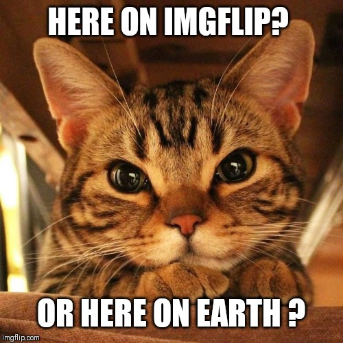 HERE ON IMGFLIP? OR HERE ON EARTH ? | made w/ Imgflip meme maker