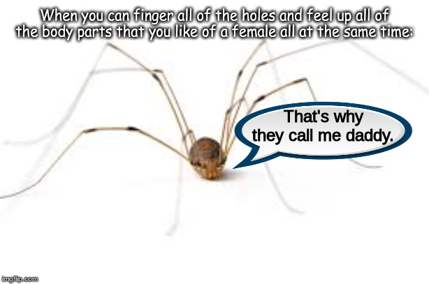 Daddy long legs memes