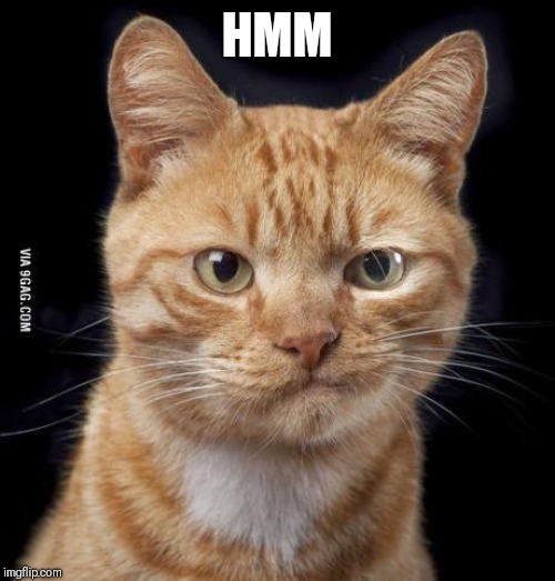 Doubting Cat | HMM | image tagged in doubting cat | made w/ Imgflip meme maker
