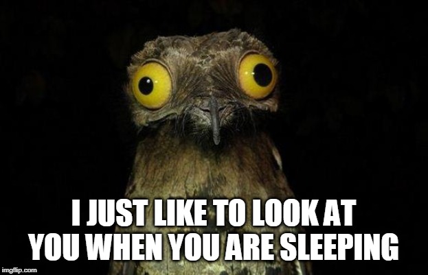 Weird Stuff I Do Potoo Meme | I JUST LIKE TO LOOK AT YOU WHEN YOU ARE SLEEPING | image tagged in memes,weird stuff i do potoo | made w/ Imgflip meme maker