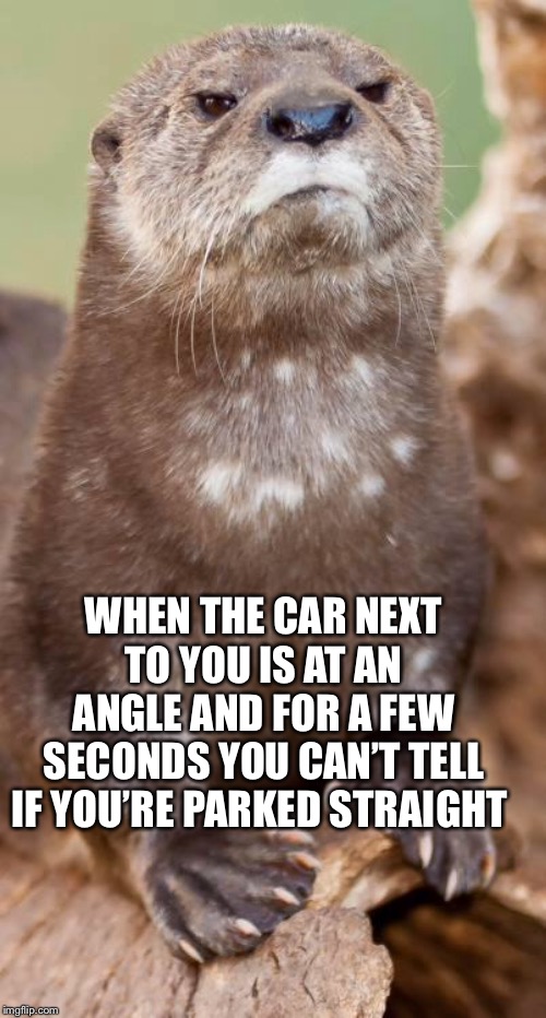 Disapproving Otter | WHEN THE CAR NEXT TO YOU IS AT AN ANGLE AND FOR A FEW SECONDS YOU CAN’T TELL IF YOU’RE PARKED STRAIGHT | image tagged in disapproving otter,AdviceAnimals | made w/ Imgflip meme maker