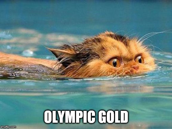 Swimming cat | OLYMPIC GOLD | image tagged in swimming cat | made w/ Imgflip meme maker