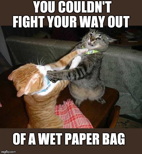 Two cats fighting for real | YOU COULDN'T FIGHT YOUR WAY OUT; OF A WET PAPER BAG | image tagged in two cats fighting for real | made w/ Imgflip meme maker