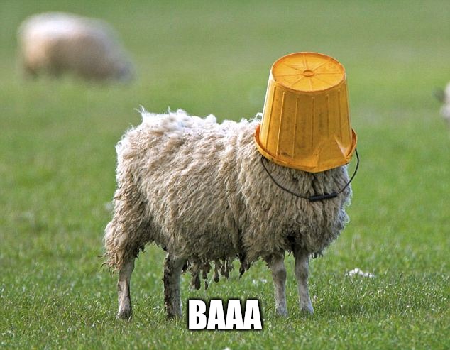 stupid sheep | BAAA | image tagged in stupid sheep | made w/ Imgflip meme maker