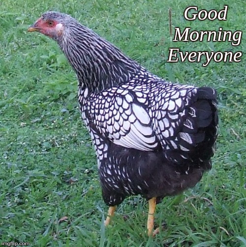 Good Morning Everyone | Good   
Morning
Everyone | image tagged in memes,chickens,good morning,good morning chickens | made w/ Imgflip meme maker