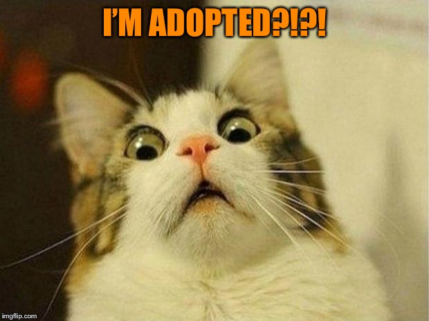 Scared Cat Meme | I’M ADOPTED?!?! | image tagged in memes,scared cat | made w/ Imgflip meme maker