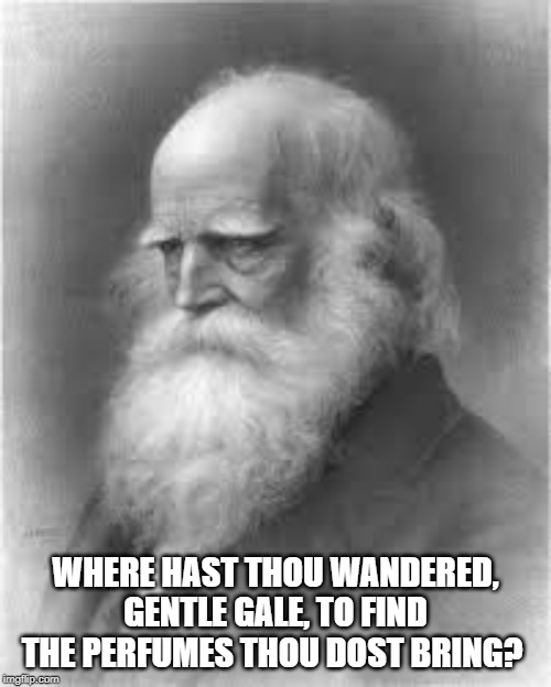 William Cullen Bryant | WHERE HAST THOU WANDERED, GENTLE GALE, TO FIND THE PERFUMES THOU DOST BRING? | image tagged in quotes | made w/ Imgflip meme maker