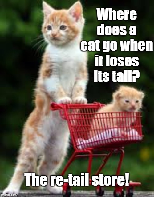 Cat tail | Where does a cat go when it loses its tail? The re-tail store! | image tagged in cat | made w/ Imgflip meme maker