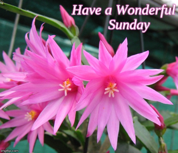 Have a Wonderful Sunday | Have a Wonderful
Sunday | image tagged in memes,flowers,have a wonderful sunday,good morning,good morning flowers | made w/ Imgflip meme maker
