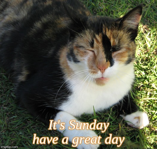 It's sunday have a great day | It's Sunday have a great day | image tagged in memes,cats,good morning,good morning cats,it's sunday have a great day | made w/ Imgflip meme maker