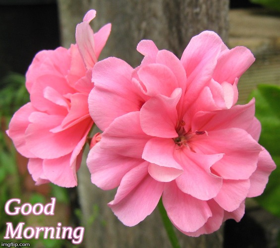 Good Morning | Good 
Morning | image tagged in memes,flowers,good morning,good morning flowers | made w/ Imgflip meme maker