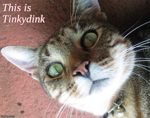 This is Tinkydink | This is 
Tinkydink | image tagged in memes,cats | made w/ Imgflip meme maker