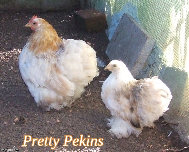 Pretty Pekins | Pretty Pekins | image tagged in memes,chickens,pretty pekins | made w/ Imgflip meme maker