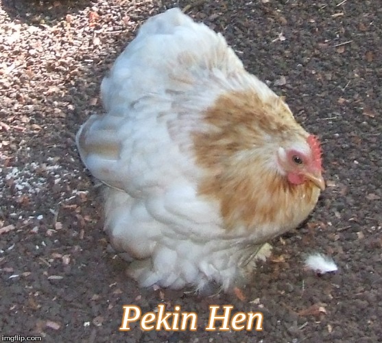 Pekin Hen | Pekin Hen | image tagged in memes,chickens,pekins | made w/ Imgflip meme maker