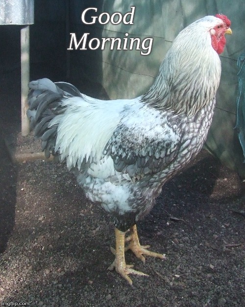 Good Morning | Good         
          Morning | image tagged in memes,good morning,chickens,roosters,good morning chickens | made w/ Imgflip meme maker