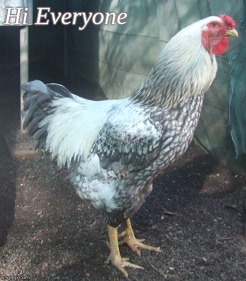 Hi Everyone | Hi Everyone | image tagged in memes,rooster,chickens | made w/ Imgflip meme maker