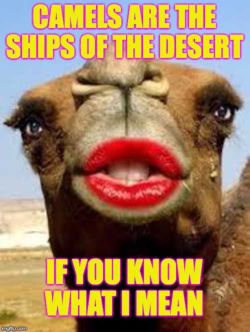 Camel face | CAMELS ARE THE SHIPS OF THE DESERT IF YOU KNOW WHAT I MEAN | image tagged in camel face | made w/ Imgflip meme maker
