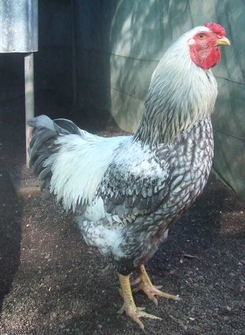 Wyandotte Rooster | image tagged in memes,rooster,chickens | made w/ Imgflip meme maker