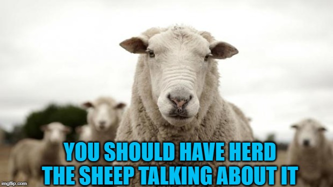 Sheep | YOU SHOULD HAVE HERD THE SHEEP TALKING ABOUT IT | image tagged in sheep | made w/ Imgflip meme maker