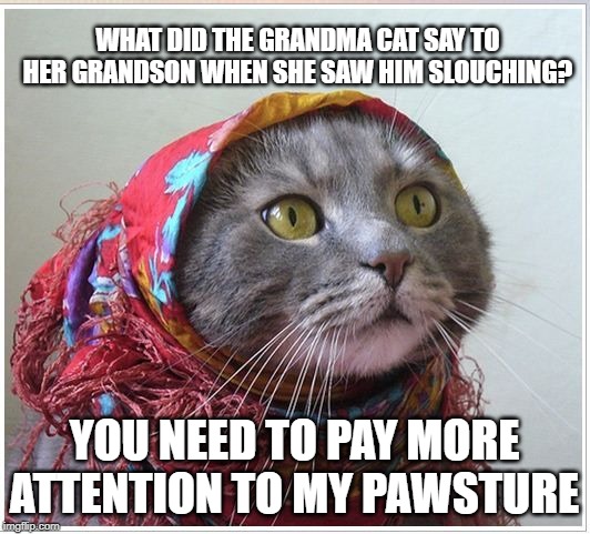 Grandma cat | WHAT DID THE GRANDMA CAT SAY TO HER GRANDSON WHEN SHE SAW HIM SLOUCHING? YOU NEED TO PAY MORE ATTENTION TO MY PAWSTURE | image tagged in cat | made w/ Imgflip meme maker