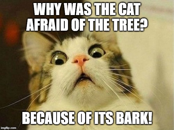 a fear cat | WHY WAS THE CAT AFRAID OF THE TREE? BECAUSE OF ITS BARK! | image tagged in cats | made w/ Imgflip meme maker