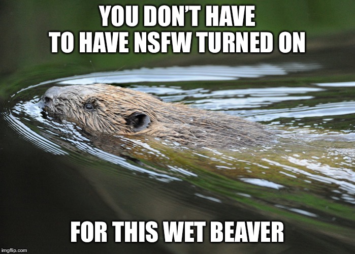 Dam that’s hot! |  YOU DON’T HAVE TO HAVE NSFW TURNED ON; FOR THIS WET BEAVER | image tagged in beaver | made w/ Imgflip meme maker