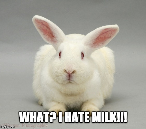 white rabbit | WHAT? I HATE MILK!!! | image tagged in white rabbit | made w/ Imgflip meme maker