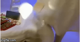 image tagged in gifs | made w/ Imgflip video-to-gif maker
