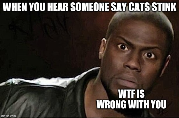 Kevin Hart | WHEN YOU HEAR SOMEONE SAY CATS STINK; WTF IS WRONG WITH YOU | image tagged in memes,kevin hart | made w/ Imgflip meme maker
