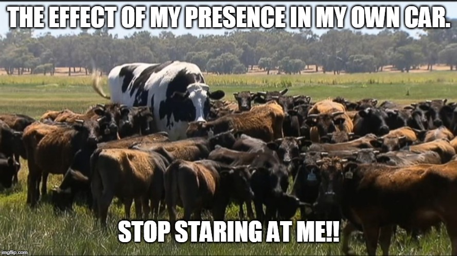 THE EFFECT OF MY PRESENCE IN MY OWN CAR. STOP STARING AT ME!! | image tagged in cow | made w/ Imgflip meme maker